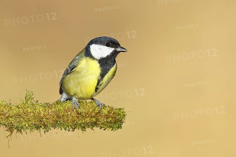 Great tit (Parus major), sitting on moss-covered dead wood, Wilnsdorf, North Rhine-Westphalia, Germany