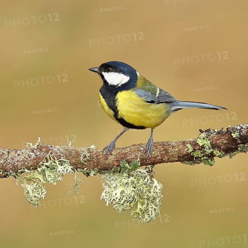 Great tit (Parus major) sitting on a branch overgrown with reindeer lichen (Cladonia rangiferina), Wilnsdorf, North Rhine-Westphalia, Germany