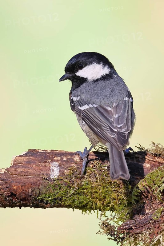 Fir tit (Parus ater), sitting on an old rotten branch covered with moss, back view, Wilnsdorf, North Rhine-Westphalia, Germany