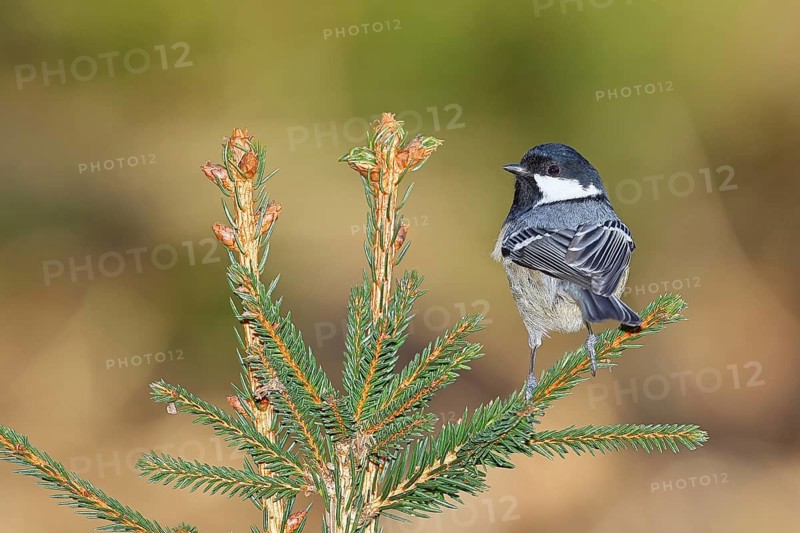 Fir tit (Parus ater), sitting on the top of a young spruce, European spruce (Picea abies), Wilnsdorf, North Rhine-Westphalia, Germany