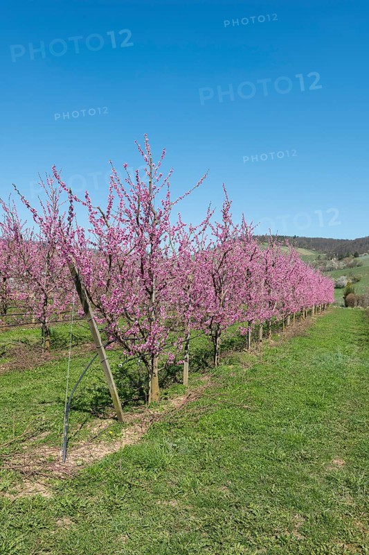 Rows of peach trees with pink blossoms in a garden, Korb-Kleinheppach, Rems Valley, Baden-Württemberg, Germany