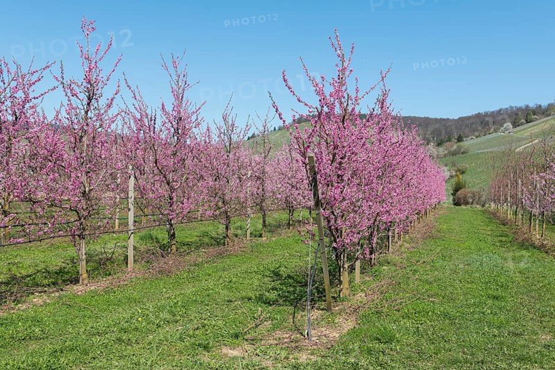 Peach trees in full bloom in a rural orchard under a clear blue sky, Korb-Kleinheppach, Rems Valley, Baden-Württemberg, Germany