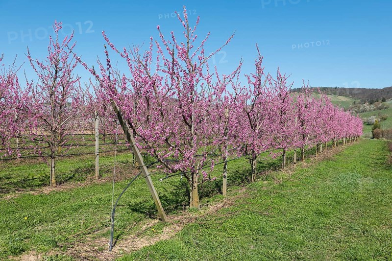 Peach trees in full bloom in a rural setting, Korb-Kleinheppach, Rems Valley, Baden-Württemberg, Germany