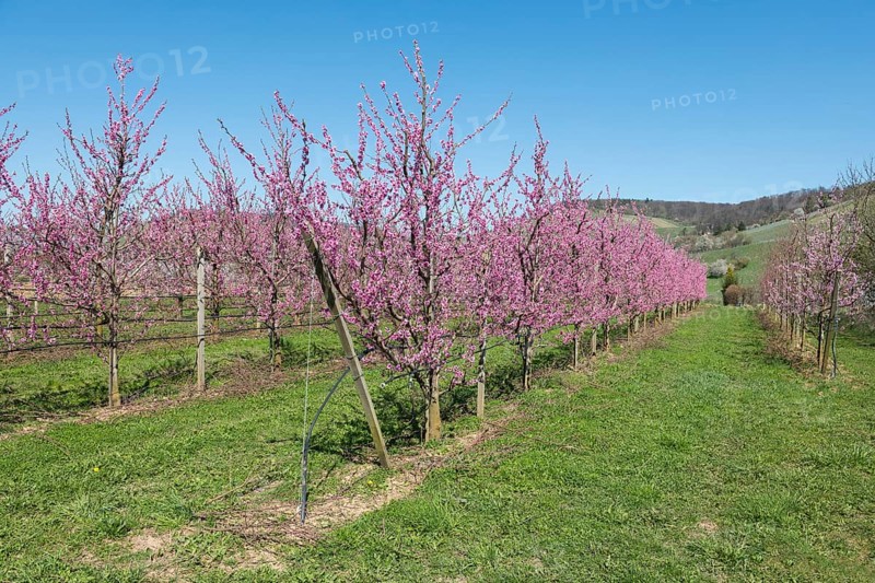 Blossoming peach trees in spring under a blue sky, Korb-Kleinheppach, Rems Valley, Baden-Württemberg, Germany