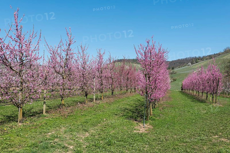 Rows of blossoming peach trees in a rural area, Korb-Kleinheppach, Rems Valley, Baden-Württemberg, Germany