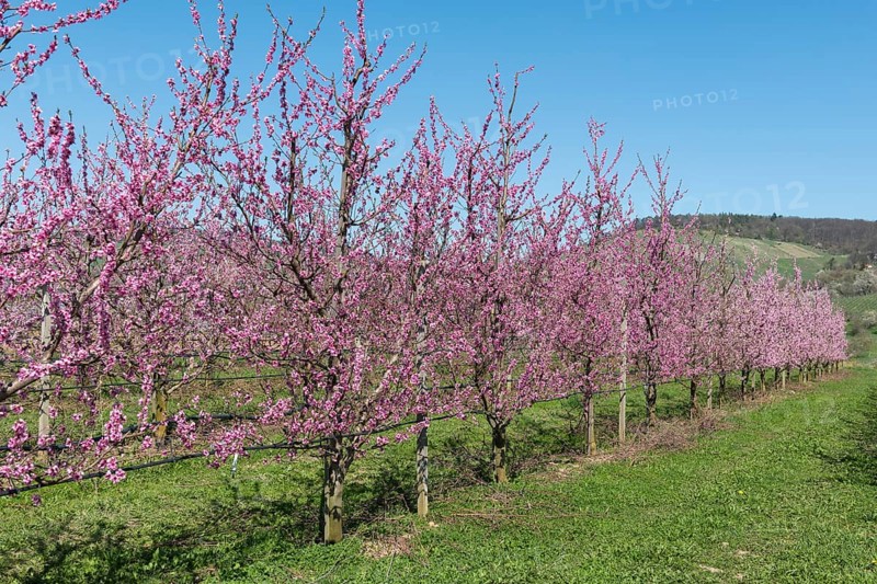 Peach trees in full bloom in a green landscape, Korb-Kleinheppach, Rems Valley, Baden-Württemberg, Germany