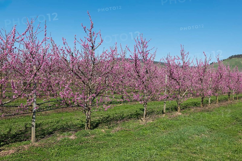 Row of blossoming peach trees in an orchard, Korb-Kleinheppach, Rems Valley, Baden-Württemberg, Germany