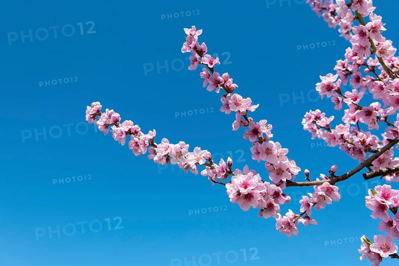 Branch with pink peach blossoms in front of a clear blue sky, Baden-Württemberg, Germany