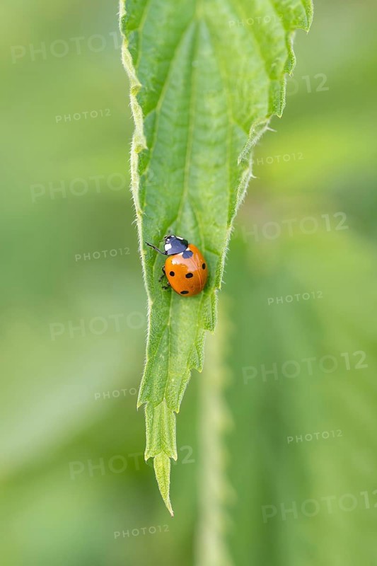 Nahaufnahme, Makroaufnahme von einem Siebenpunkt-Marienkäfer (Coccinella septempunctata) auf einem Brennnesselblatt, die bekannteste Art aus der Familie der Marienkäfer