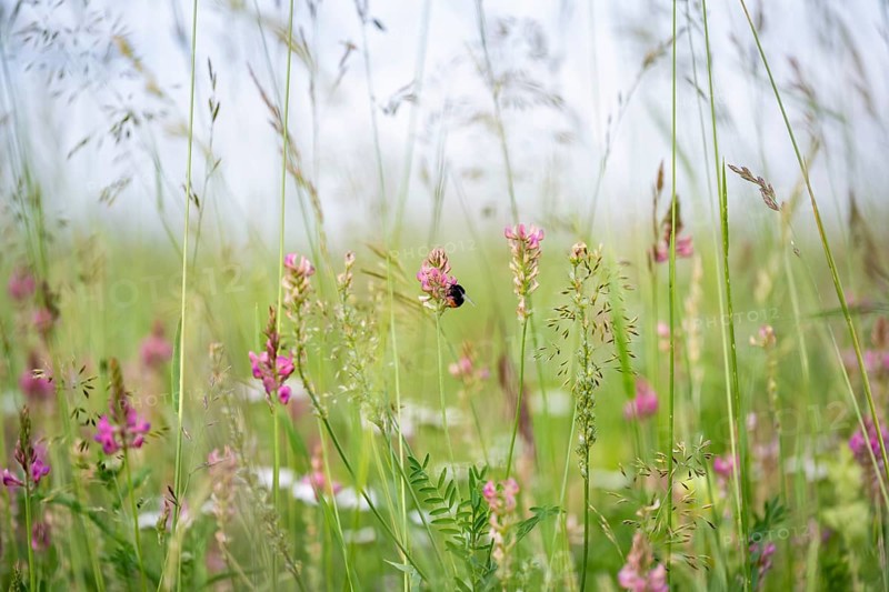 Futterwiese, Fettwiese mit verschiedenen Gräsern und Blüten, Esparsette (Onobrychis viciifolia) und Schlüsselblumen, Formatfüllend, Landkreis Konstanz, Baden-Württemberg, Deutschland