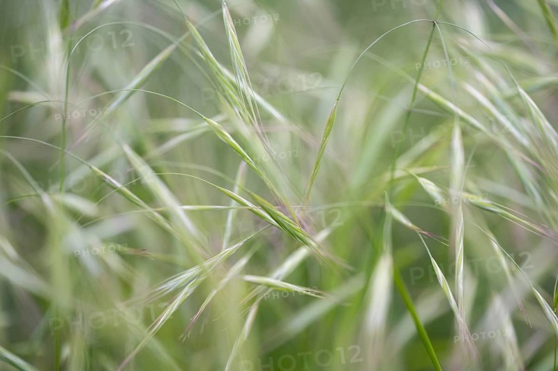 Nahaufnahme, Makroaufnahme, von Bromus sterilis, auch bekannt als Taube Trespe, Barren-Trespe oder Sterile Trespe. Sie gehört zur Familie der Süßgräser (Poaceae), Landkreis Konstanz, Baden-Württemberg, Deutschland