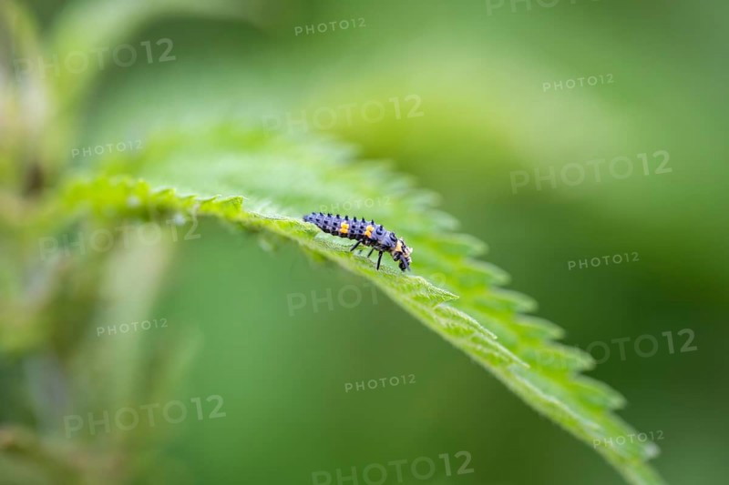 Nahaufnahme, Makroaufnahme von einer Larve eines Siebenpunkt-Marienkäfers (Coccinella septempunctata) auf einem Brennnesselblatt, die bekannteste Art aus der Familie der Marienkäfer