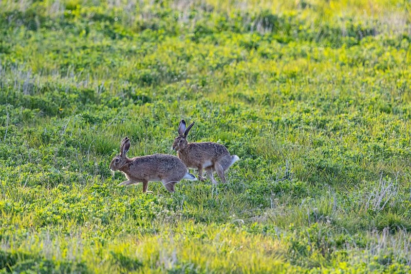 European hare (Lepus europaeus) Mating season Germany