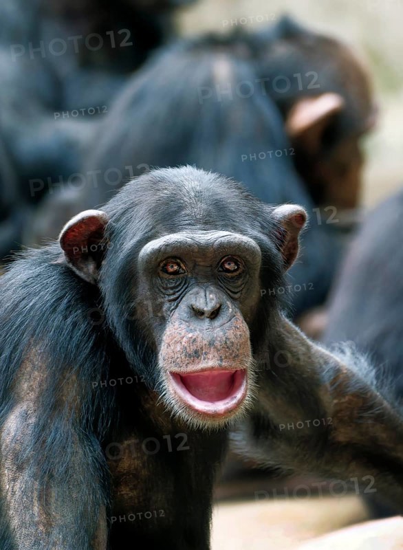 Animal portrait, Western chimpanzee (Pan troglodytes verus), captive, adult, distribution central and western Africa