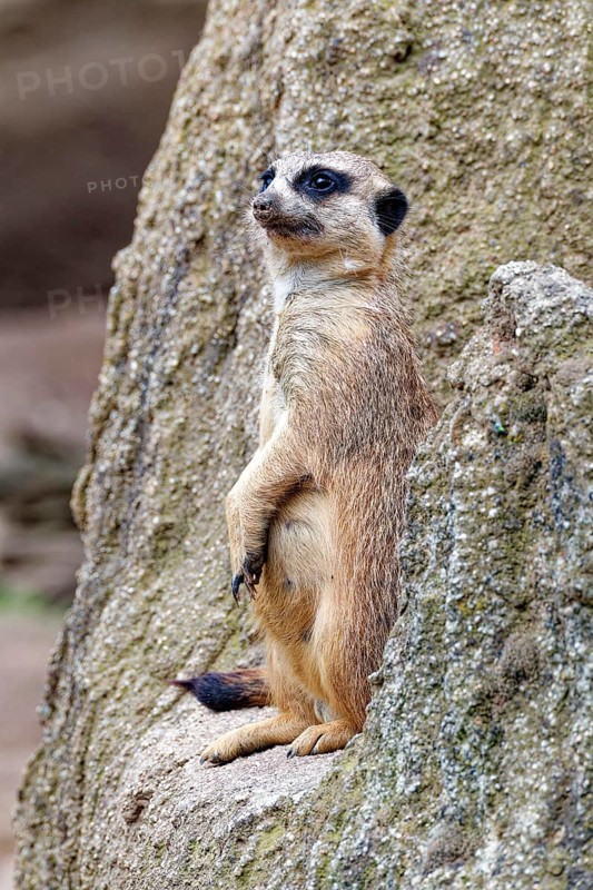 Meerkat (Suricata suricatta), adult, guardian on a hill, vigilant, captive, occurrence southern Africa
