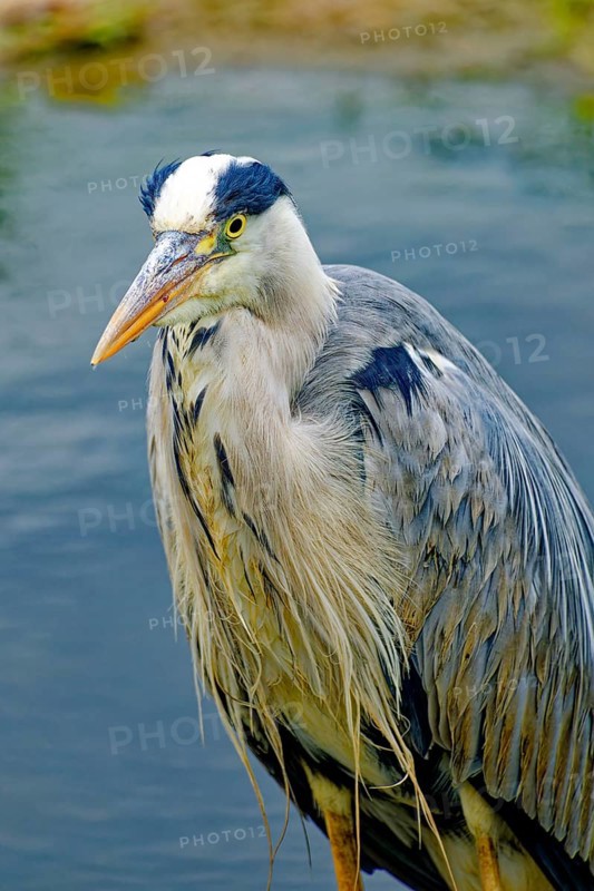 Grey heron (Ardea cinerea), also known as great grey heron, standing in a pond, animal portrait, occurrence Eurasia and Africa
