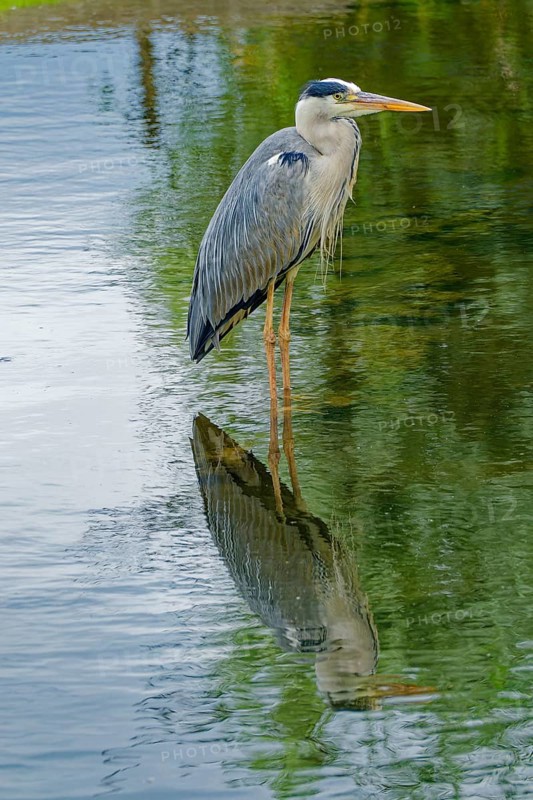 Grey heron (Ardea cinerea), also known as great grey heron, standing in a pond, occurring in Eurasia and Africa