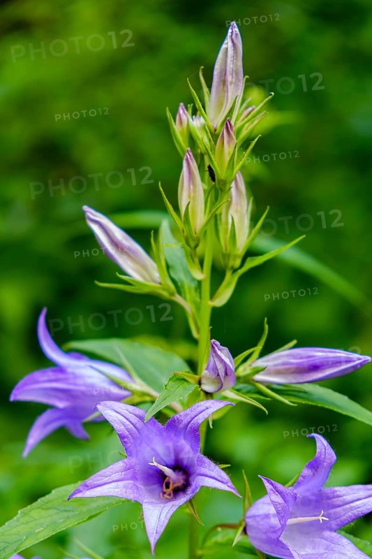 A specimen of Campanula latifolia, also known as broad-leaved campanula, in its natural environment