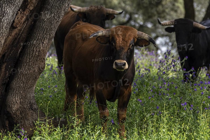 Fighting bulls grazing, Aracena Circular Trail - Monte San Miguel - Aracena