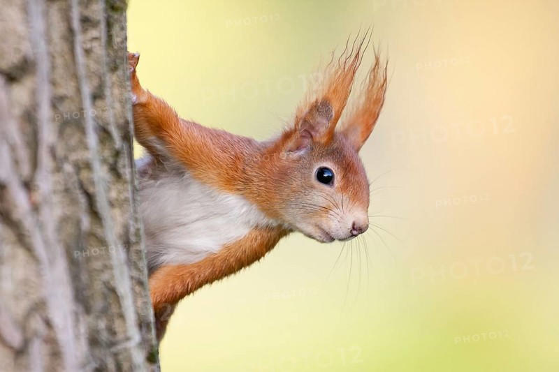 Eurasian Red Squirrel (Sciurus vulgaris), half-hidden behind a tree trunk, North Hesse, Hesse, Germany