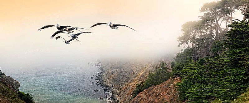 Group of brown pelicans (Pelecanus occidentalis) in flight on the Pacific Coast, Ragged Point, California, United States