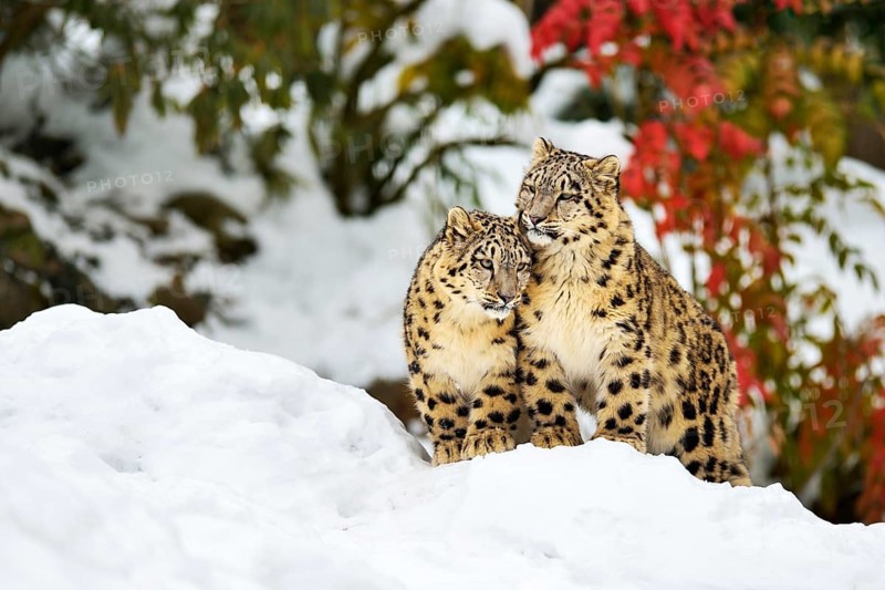 Two young snow leopards (Panthera uncia) sitting in the snow, captive, Canton of Zurich, Switzerland
