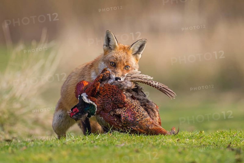 Red Fox (Vulpes vulpes) carrying a dead Pheasant  (Phasianus colchicus), Bedfordshire, United Kingdom