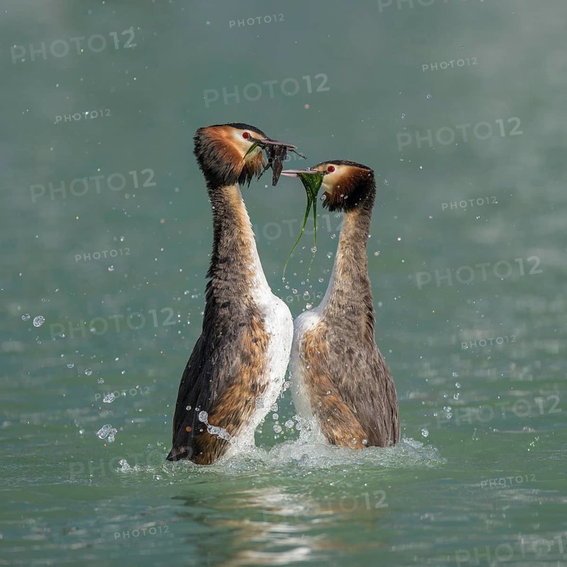 Great crested grebe (Podiceps cristatus), breeding pair, courtship display, presenting each other with nesting material, Lake Constance, Baden Württemberg, Germany