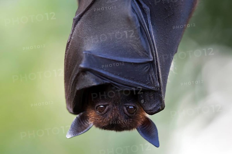 Indian flying fox or greater Indian fruit bat (Pteropus giganteus) hanging, captive