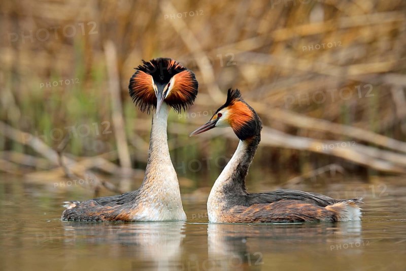 Great Crested Grebes (Podiceps cristatus), pair in courtship, Lake Lucerne, Canton of Lucerne, Switzerland