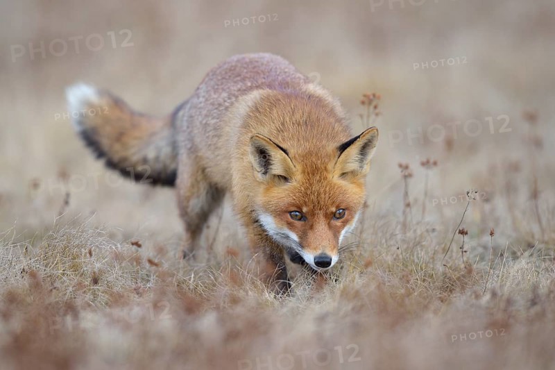 Red fox (Vulpes vulpes), runs in a meadow, Moravia, Czech Republic