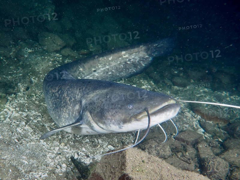 A catfish (Silurus glanis), Waller, moves easily over a stony ground in the water, dive site Zollbrücke, Rheinau, Canton Zurich, Rhine, High Rhine, Switzerland, Germany