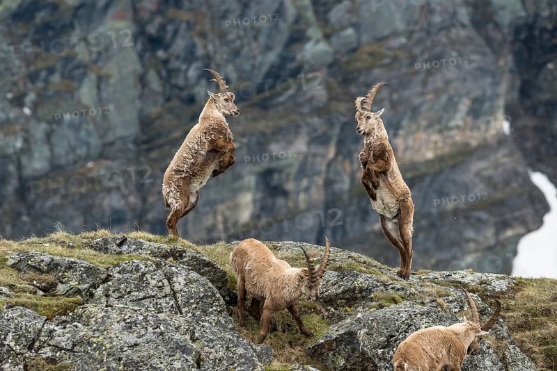 Young Alpine Ibexes (Capra Ibex), playing, High Tauern National Park, Carinthia, Austria