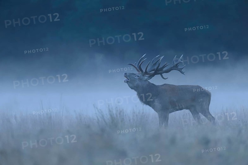 Red deer (Cervus elaphus), roaring buck, foggy meadow, Jägersborg, Denmark