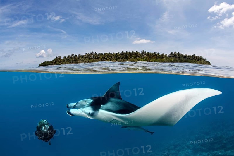 Diver observing reef manta ray (Manta alfredi) over coral reef, near water surface and island, Indian Ocean, Maldives