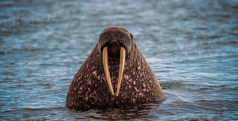 Walrus (Odobenus rosmarus) in water, portrait, Spitsbergen, Arctic, Norway