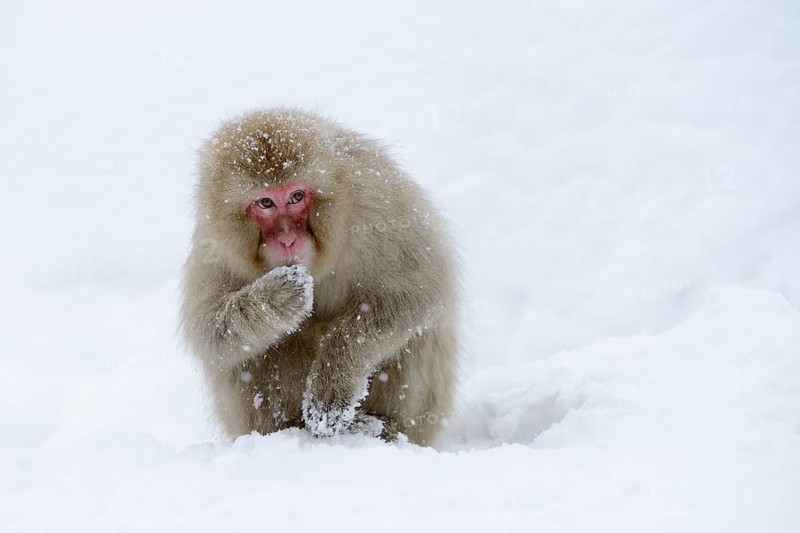 Japanese Macaque or Snow Monkey (Macaca fuscata), eating snow, Affenpark Jigokudani, Nagano Präfektur, Japan