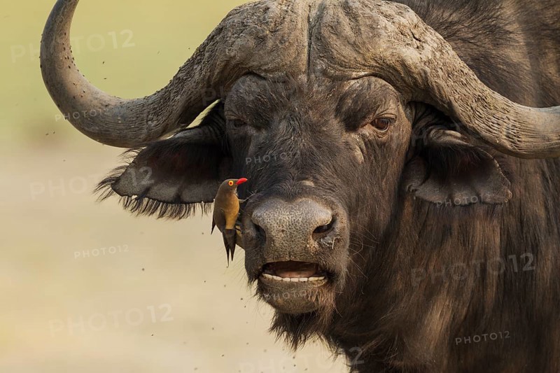 Cape Buffalo (Syncerus caffer caffer), bull with Red-billed Oxpecker (Buphagus erythrorhynchus), the oxpeckers are associated with large mammals and peck ticks and other parasites from their skin, Chobe National Park, Botswana