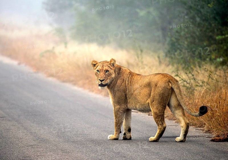 Lion (Panthera leo) on a tarmac road, Kruger National Park, South Africa