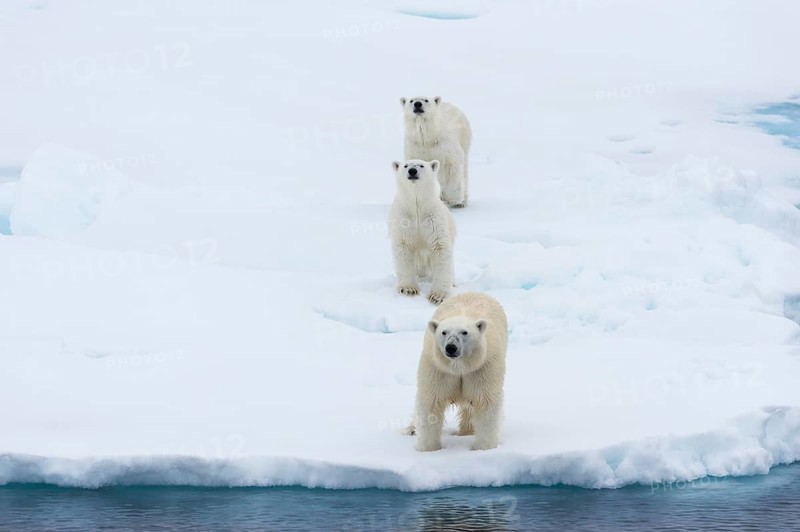 Polar bears (Ursus maritimus), mother with two cubs on edge of melting ice floe, Spitsbergen Island, Svalbard archipelago, Norway