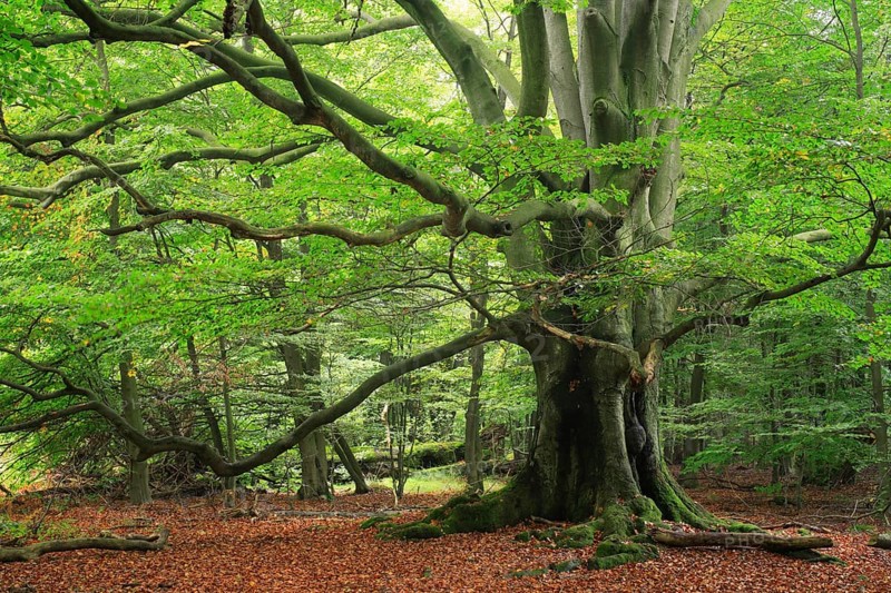Old beech (Fagus sp.) tree in former wood pasture, Reinhardswald, Sababurg, Hesse, Germany