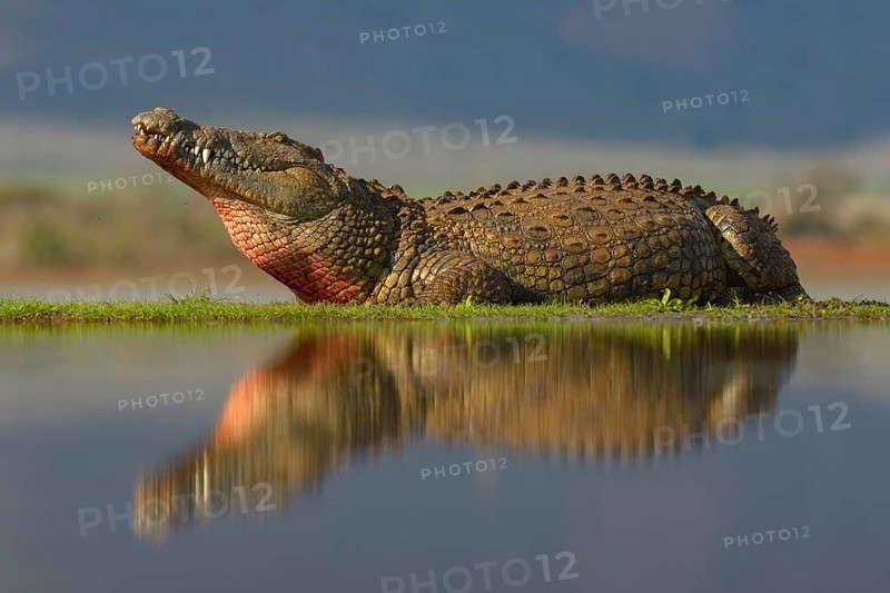 Nile crocodile (Crocodylus niloticus) resting, reflection in water, Zimanga Game Reserve, KwaZulu-Natal, South Africa