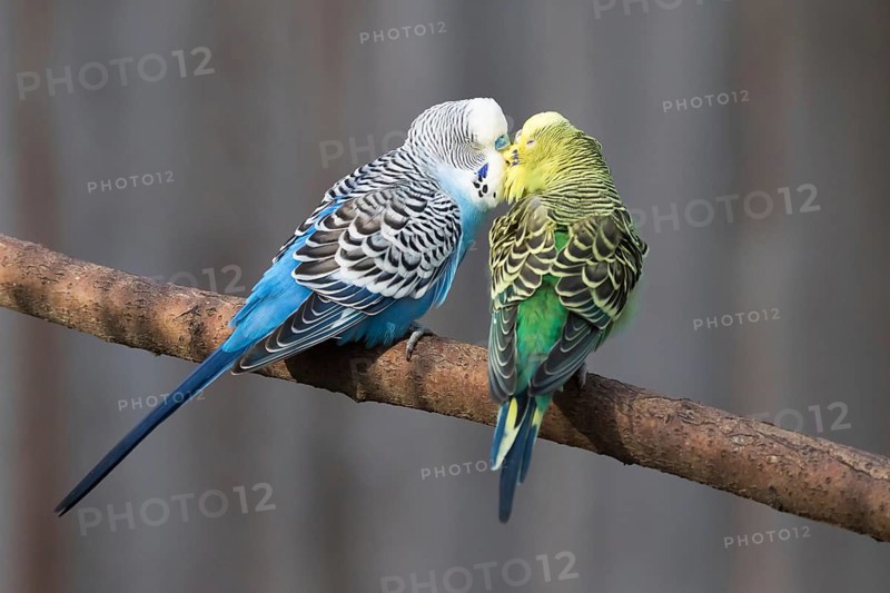 Budgerigars (Melopsittacus undulatus) kissing, captive