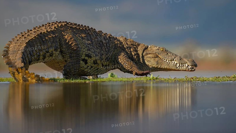Nile crocodile (Crocodylus niloticus), walking across grassy island on lake, Zimanga Game Reserve, KwaZulu-Natal, South Africa
