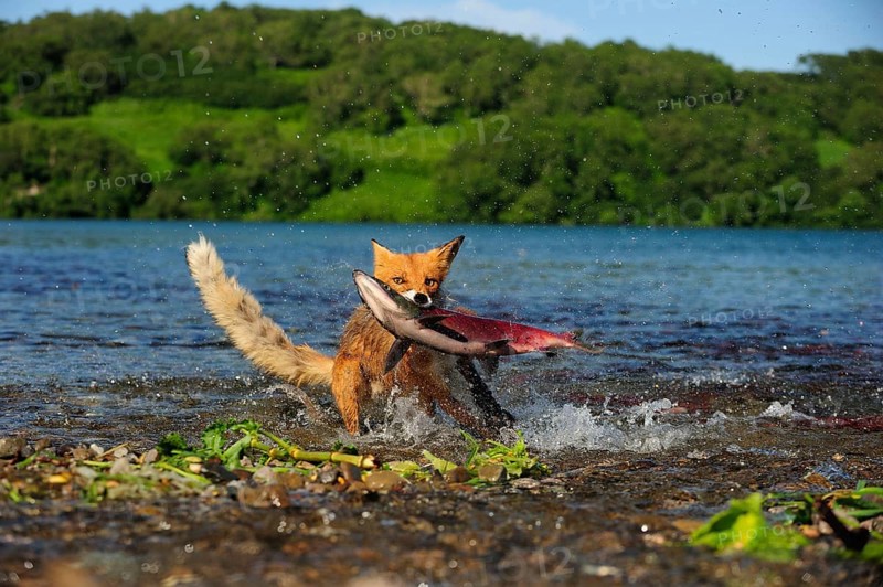 Red Fox (Vulpes vulpes) with a caught salmon, Kurile Lake, Kamchatka Peninsula, Russia