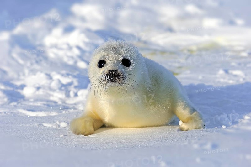Harp Seal or Saddleback Seal (Pagophilus groenlandicus, Phoca groenlandica), pup on pack ice, Magdalen Islands, Gulf of Saint Lawrence, Quebec, Canada