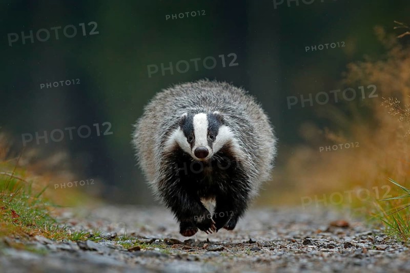 Flying mammal. Badger in forest, animal nature habitat, Germany, Europe. Wildlife scene. Wild Badger, Meles meles, wood road. European badger, autumn pine green forest. Mammal environment, rainy day