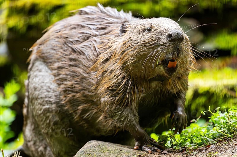 Eurasian beaver (Castor fiber) on the ground in the evening, Bavaria, Germany