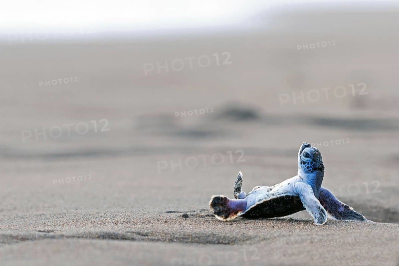 Pacific green turtle or green sea turtlee (Chelonia mydas), juvenile, overturned by wave, lying on back in sand, Caribbean, Costa Rica