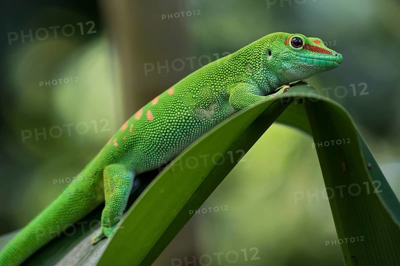 Madagascar Day Gecko (Phelsuma madagascariensis), captive, native to Madagascar